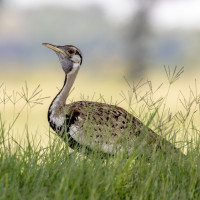 Black-bellied Bustard